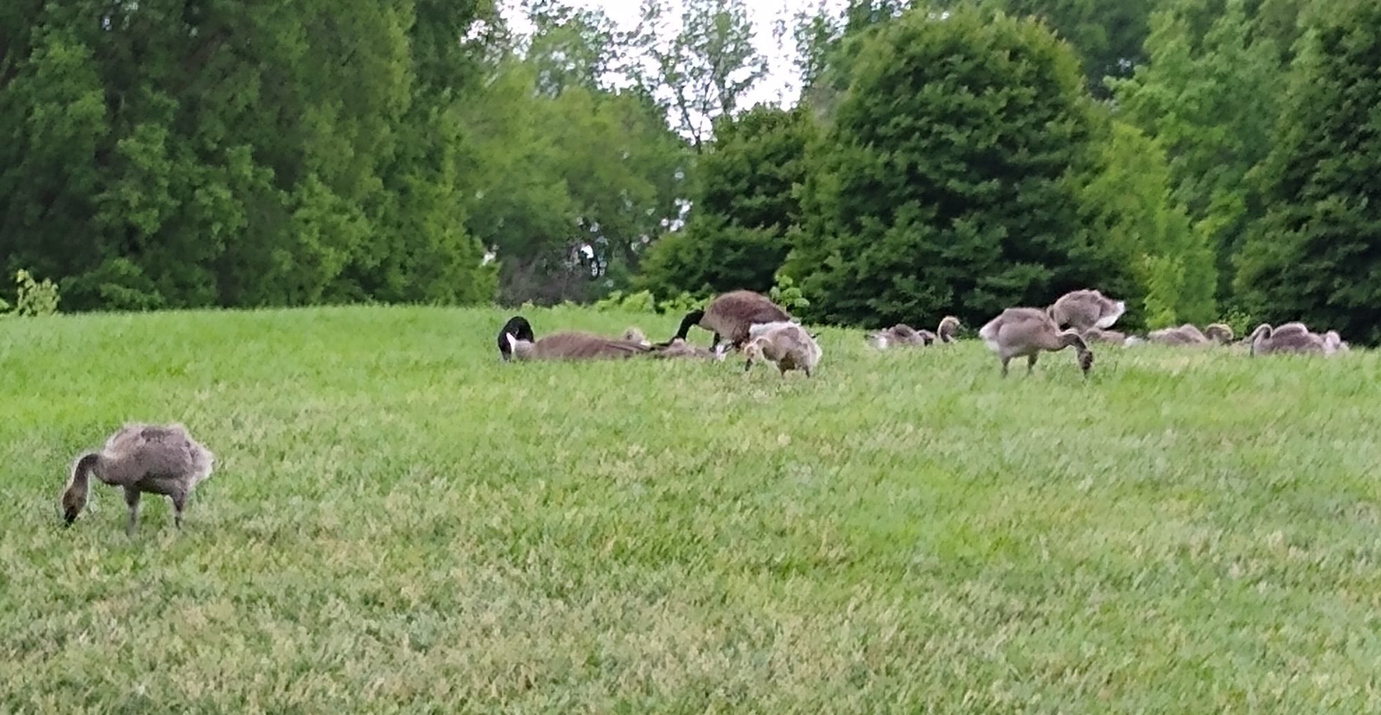 Geese